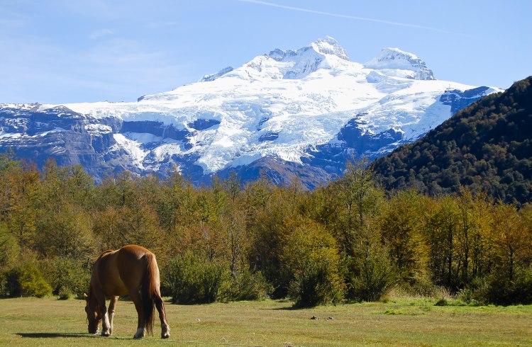 A horse grazes with the snowy peaks of Mount Tronador in the background.