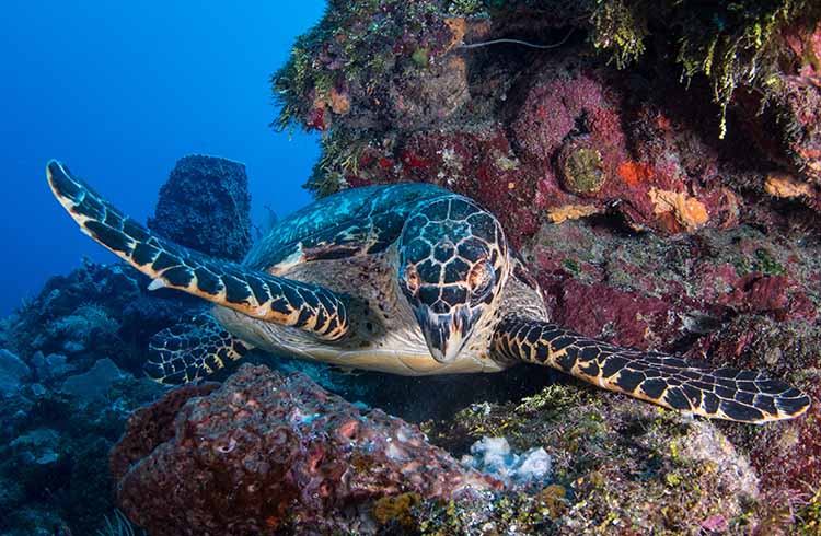 Hawksbill sea turtle, Meso-American Barrier Reef.