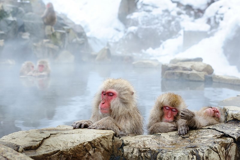 Nagano is famous for hot springs and snow monkeys