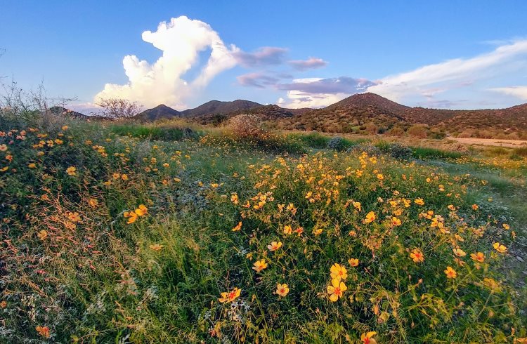Desert wildflowers in the state of Sonora, northern Mexico.