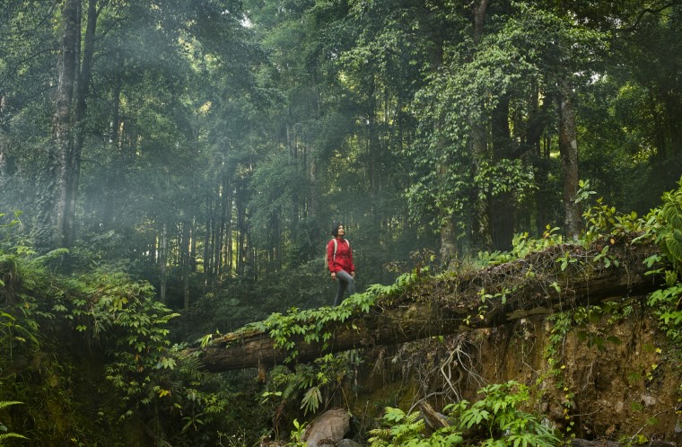 Fit Asian woman trekking in tropical rainforest, crossing riverbed on fallen tree trunk functioning as a bridge, with early morning mist