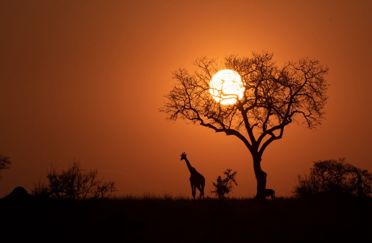 A silhouette of a giraffe, Giraffa camelopardalis giraffa, standing next to a tree at sunset