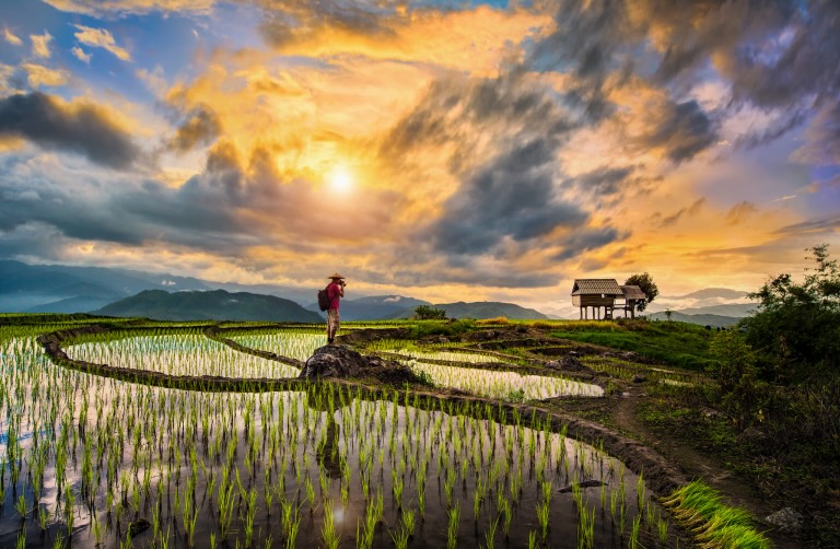 A content creator taking a photo in a rice field in Thailand