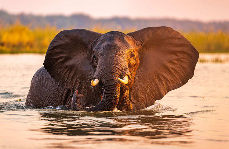 An elephant crosses a river