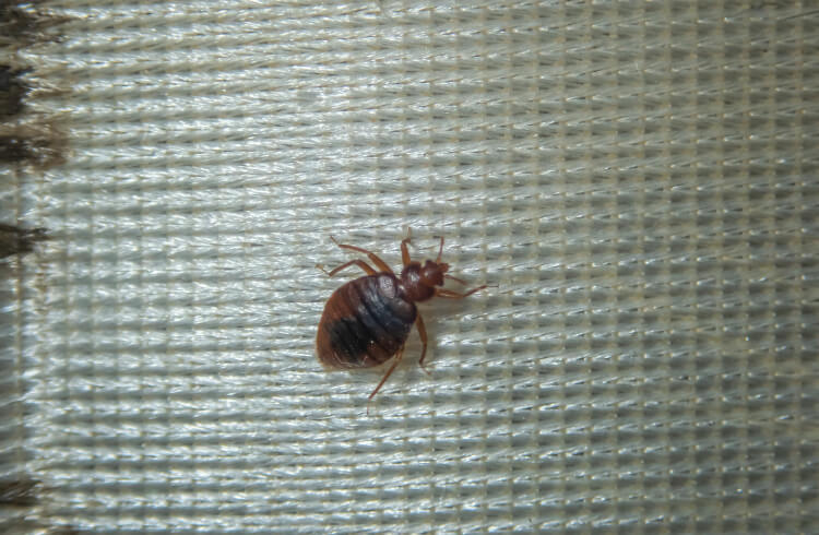 A bed bug on a bed in a hotel room