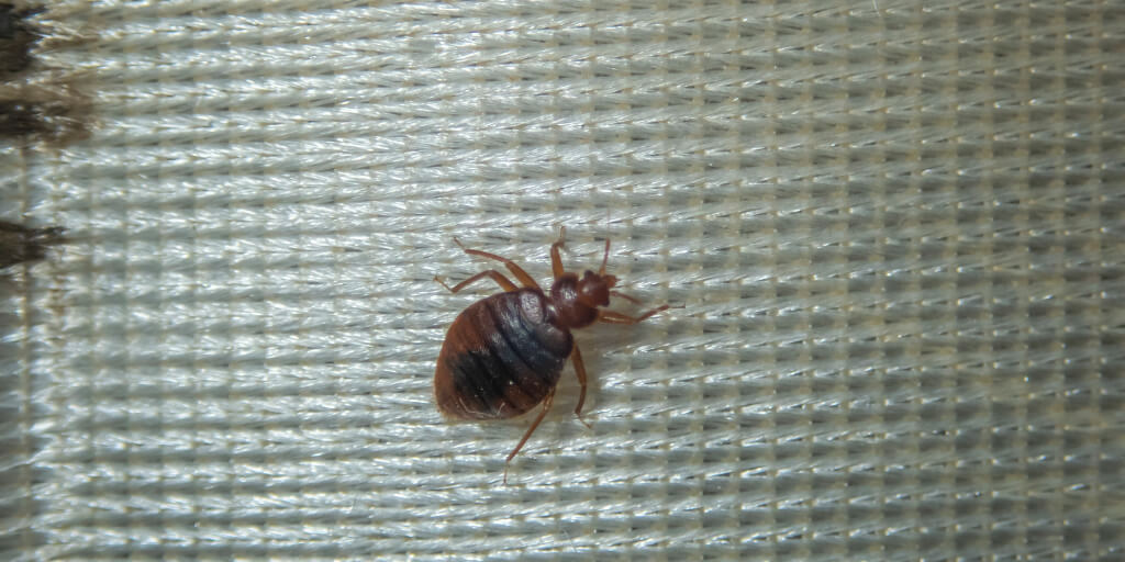 How to Avoid Bedbugs When You’re Traveling