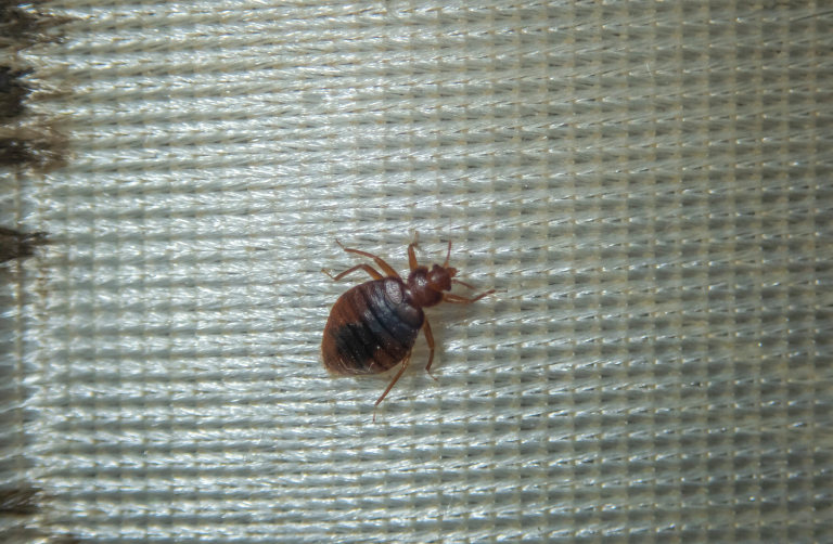 How to Avoid Bedbugs When You’re Traveling