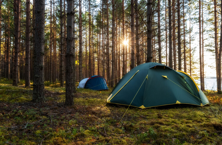 Two tents set up under trees in a forest