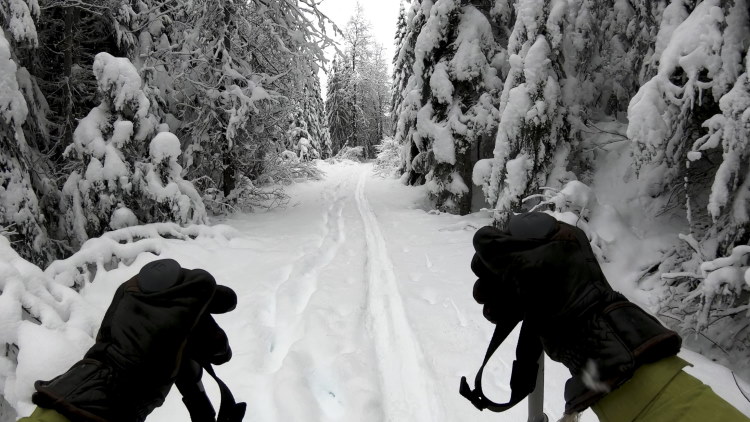 Point of view of a skier holding ski poles on a snowy path through the woods.