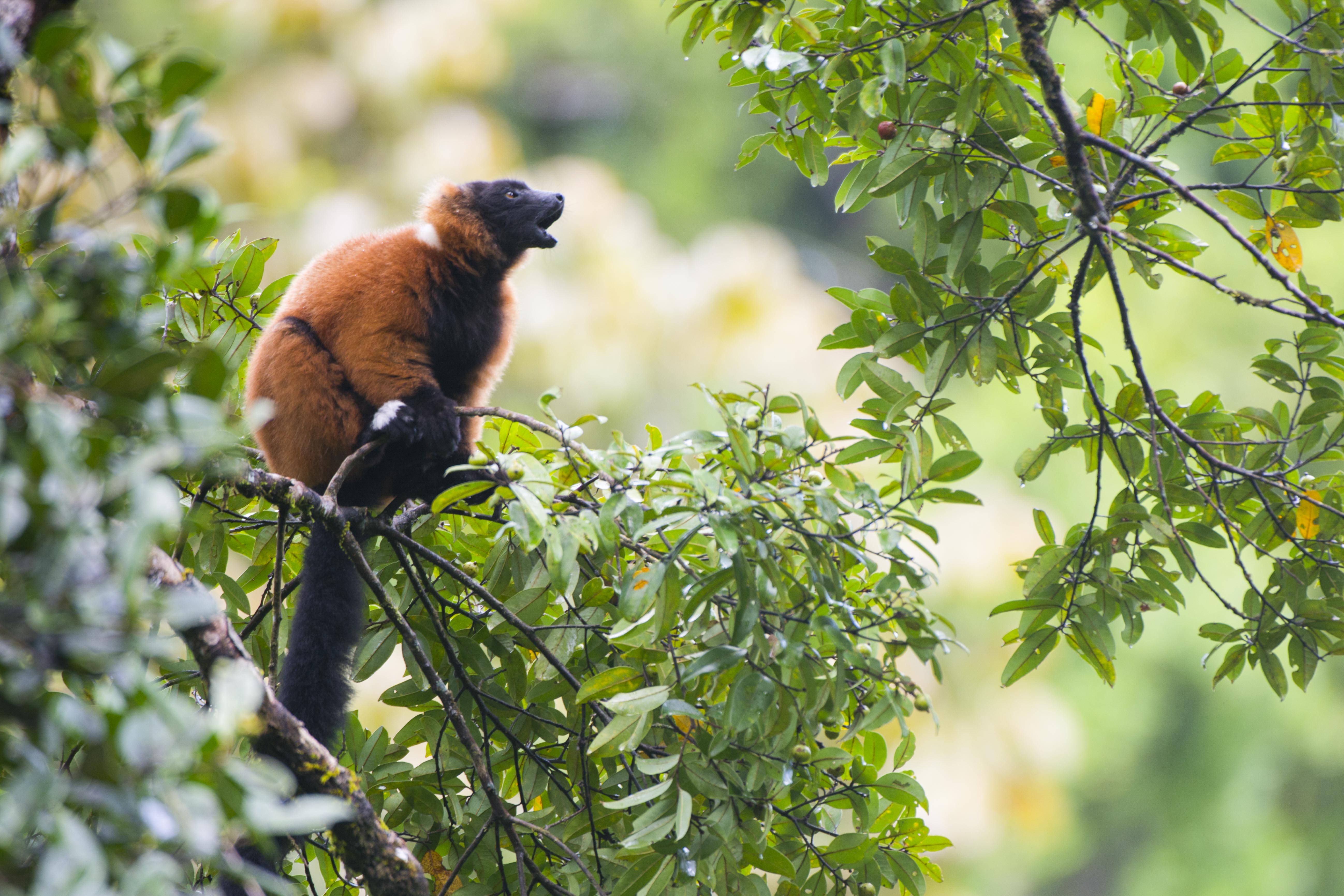 A red-ruffed lemur in a tree.