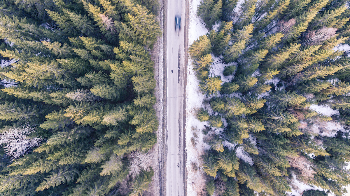 A forest shot from a drone