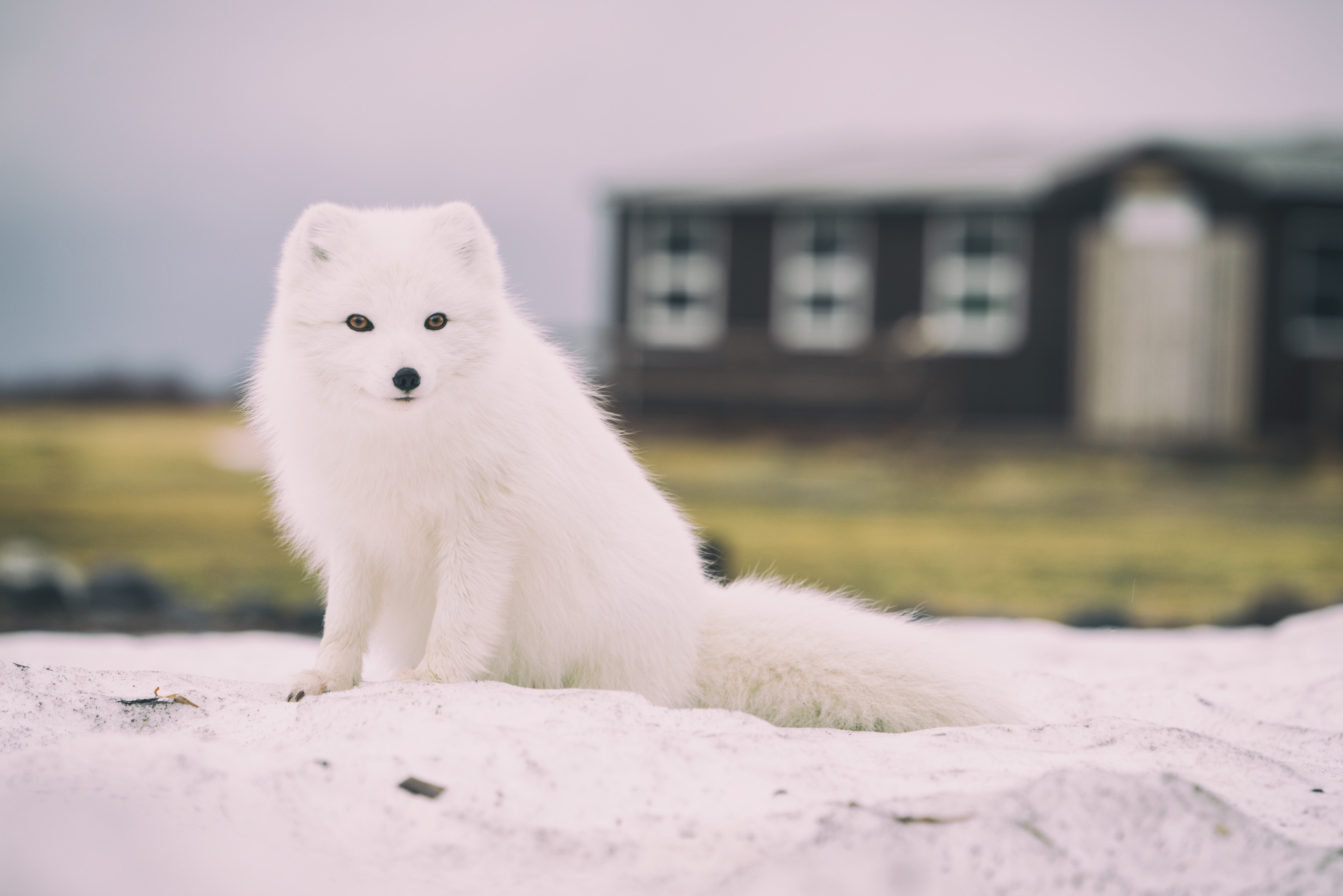 An arctic fox stares at the camera