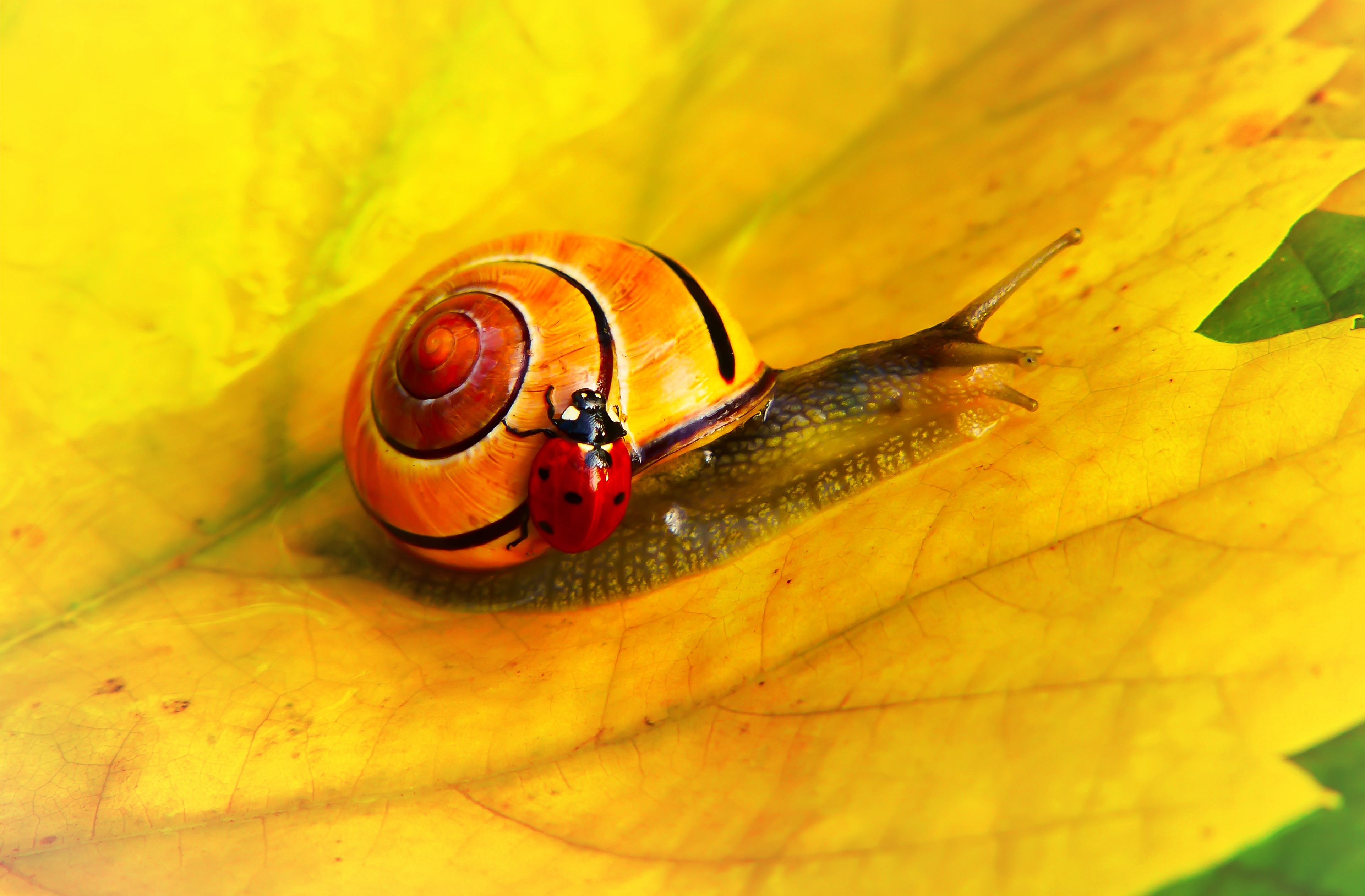 A ladybug on a snail