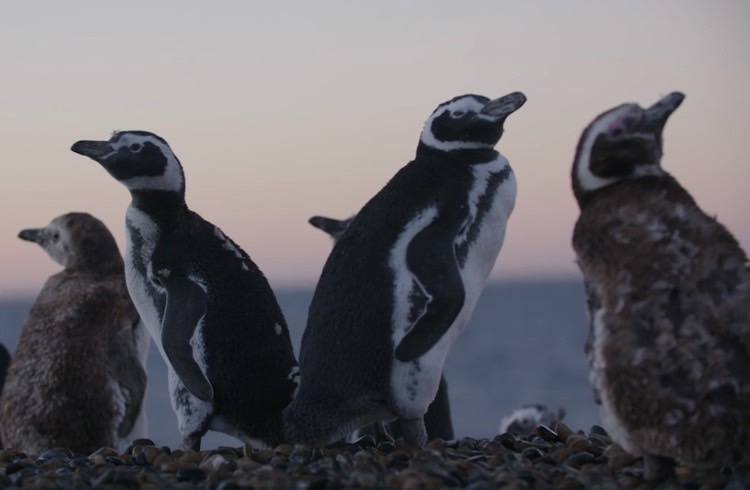 Where Penguin Conservation and Ecotourism work in Patagonia