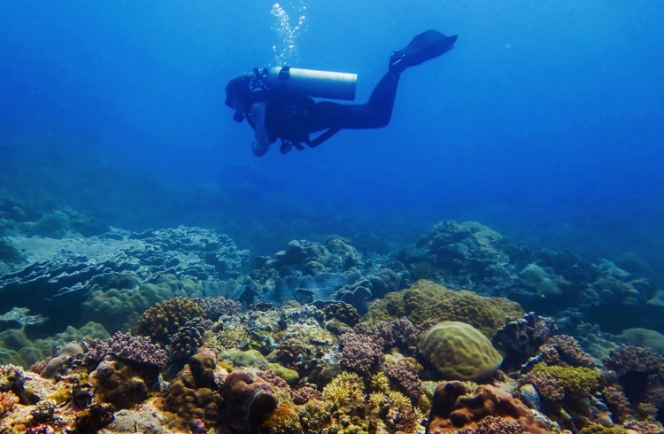 scuba diver on a reef