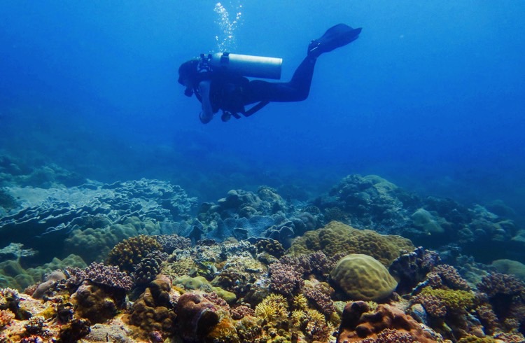 A Scuba Diver's Impact on a Coral Reef: learning to be  sustainable