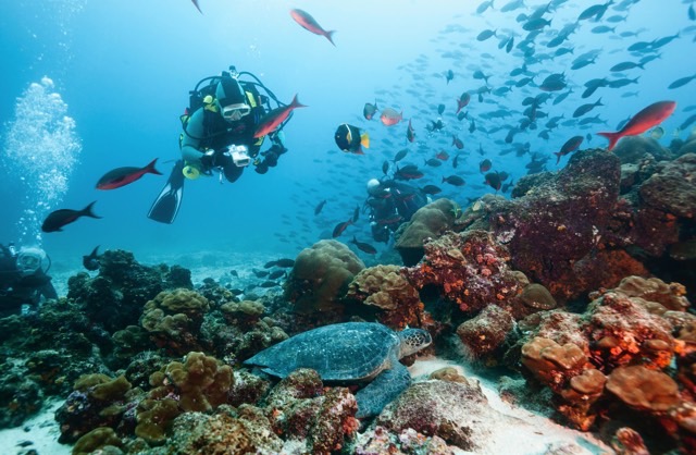 Diver Viewing Green Sea Turtle