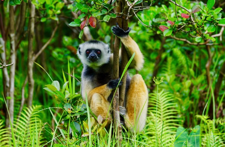 Wildlife in Distress - Forest Preserves of Cook County