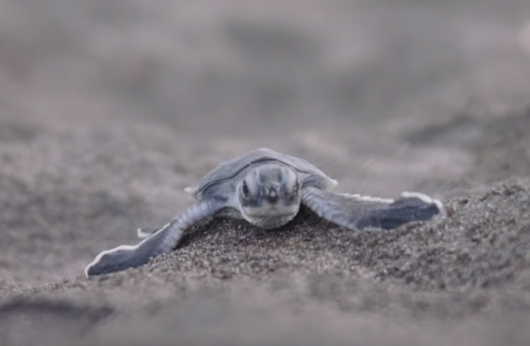 Video: Turtle Conservation in Costa Rica