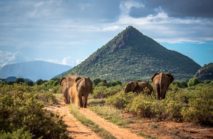 Elephants walking in Kenya, with a green pyramid in the background