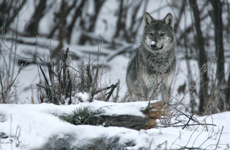Grey wolf photographed in the Bieszczady Mountains of Poland.