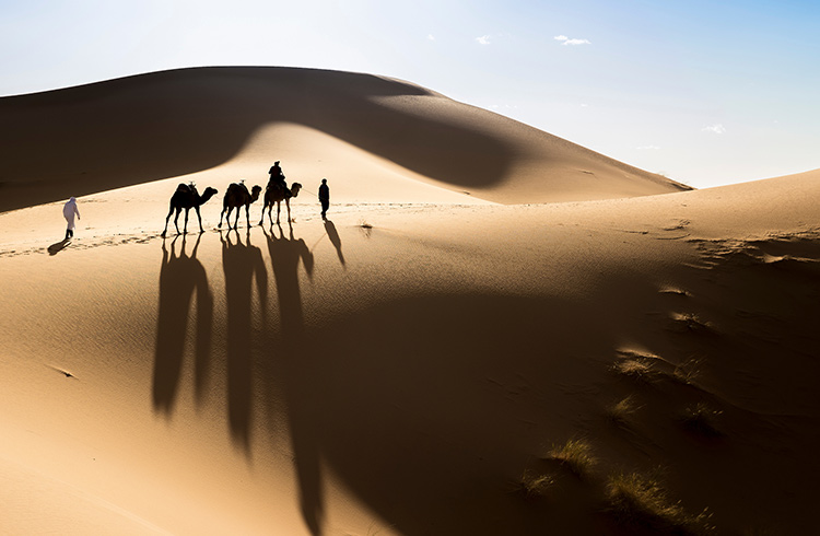 Camels on sand dunes