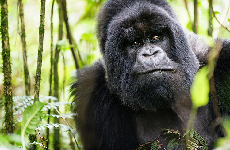 Gorilla looking pensive