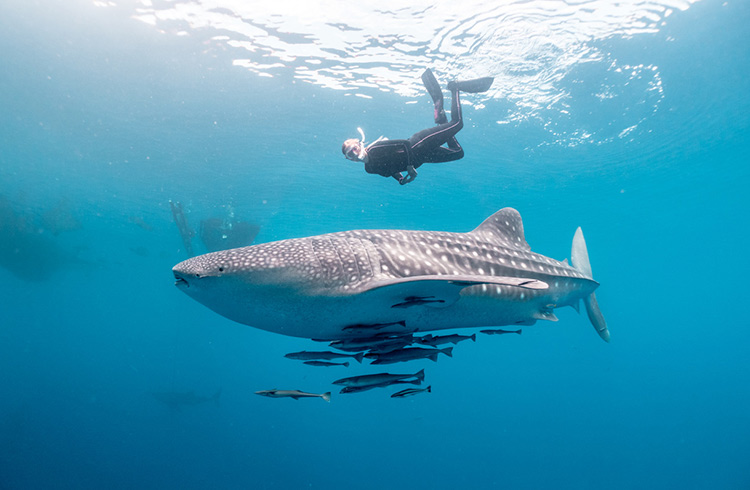 SWIMMING WITH WHALE SHARK