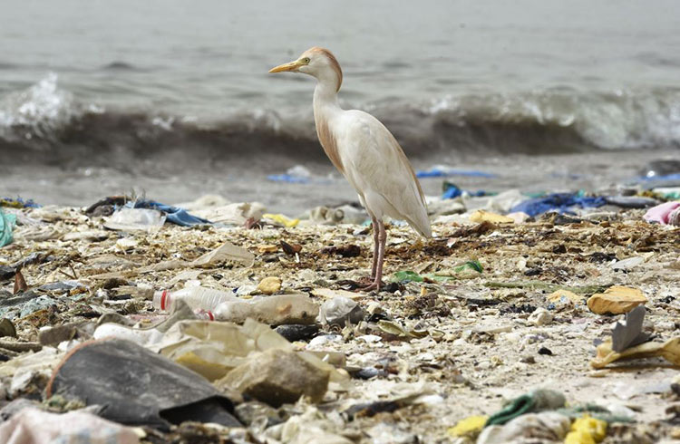 Bird on trash-filled beach