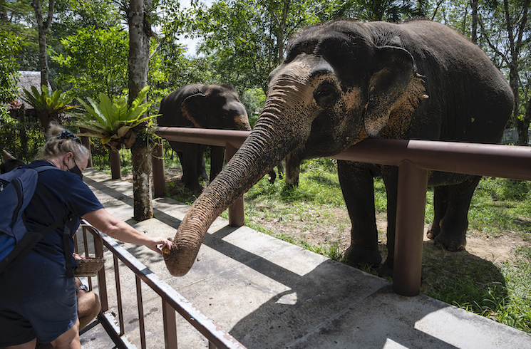 woman feeding elephant