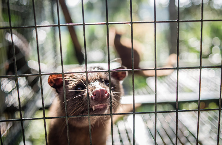 civet cats in cage