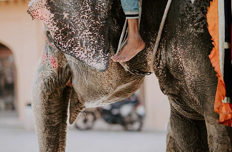 Elephant riding