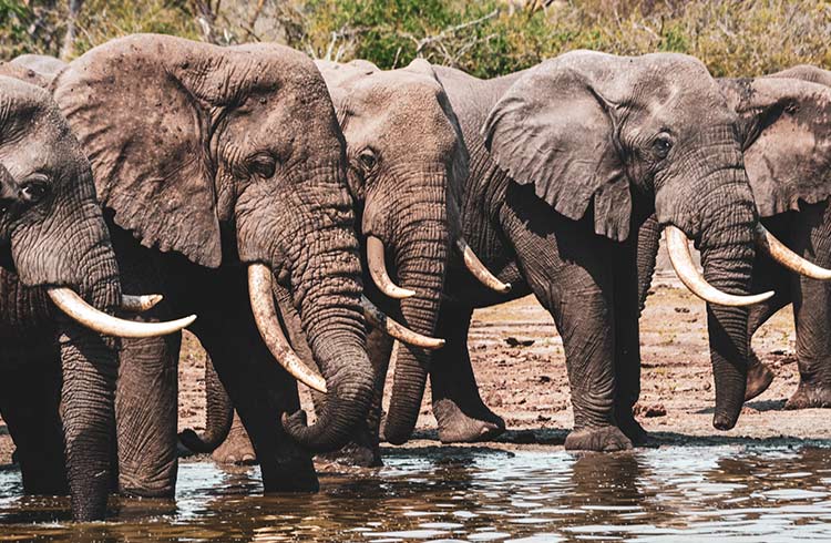 Elephants at water hole