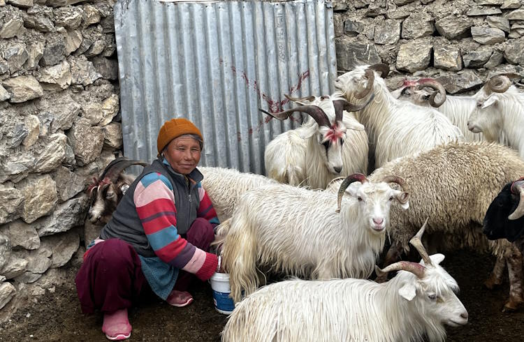 A woman milks her goats in a snow-leopard-proof enclosure in the Himalayas.