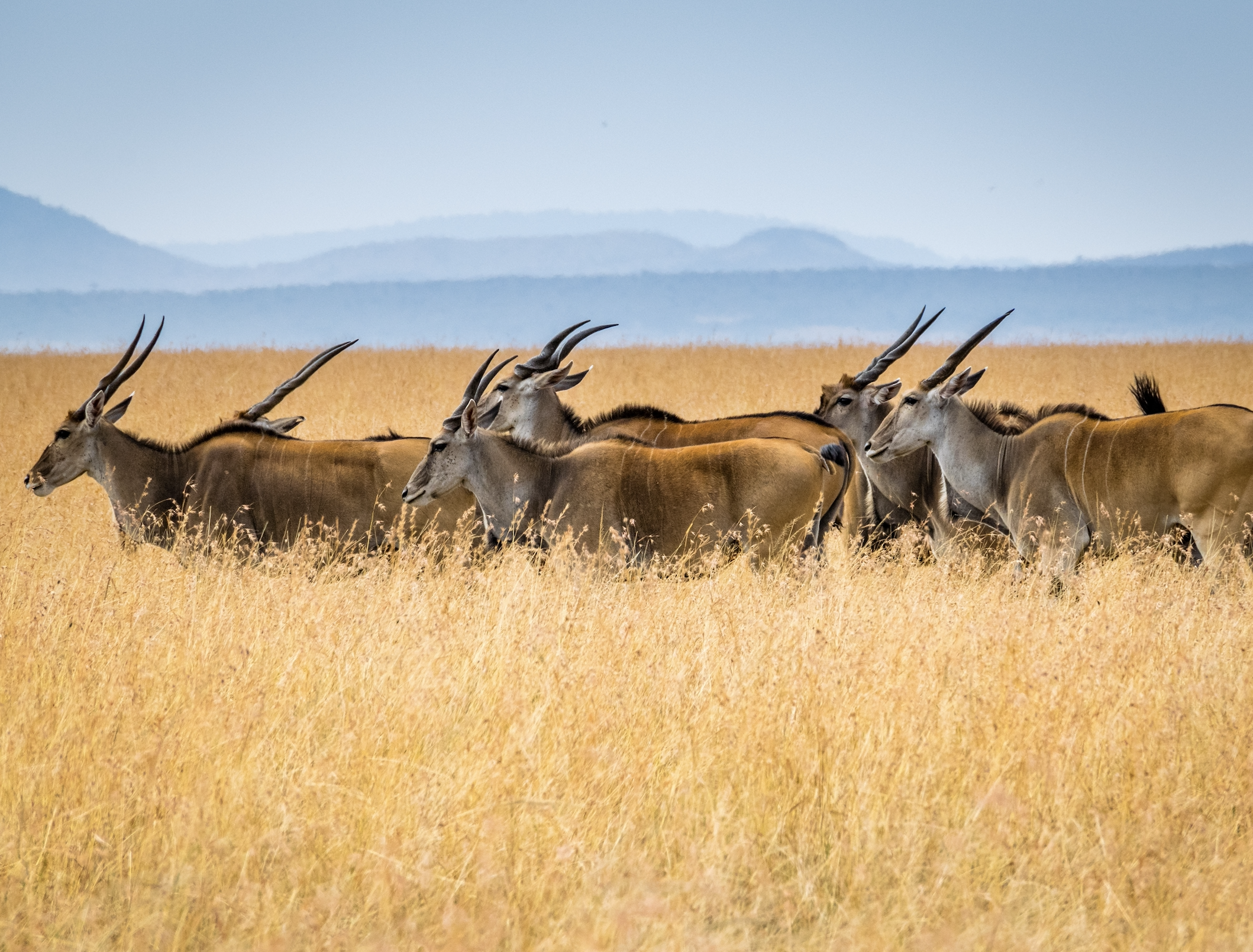 Antelope in the wild