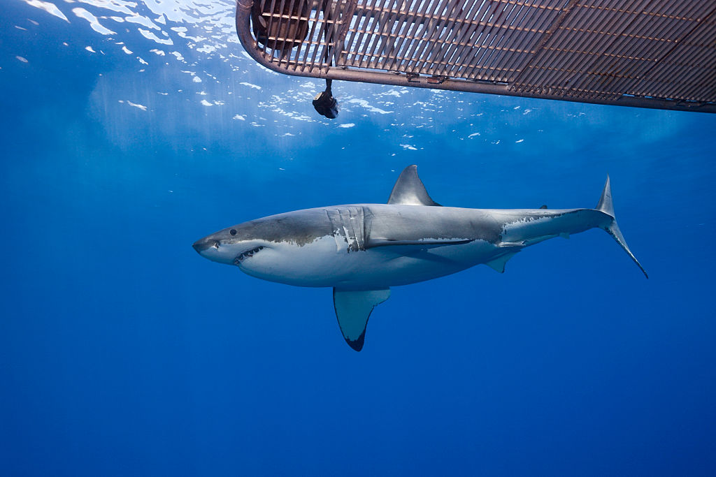 Into The Deep: How Ethical is Shark Cage Diving?