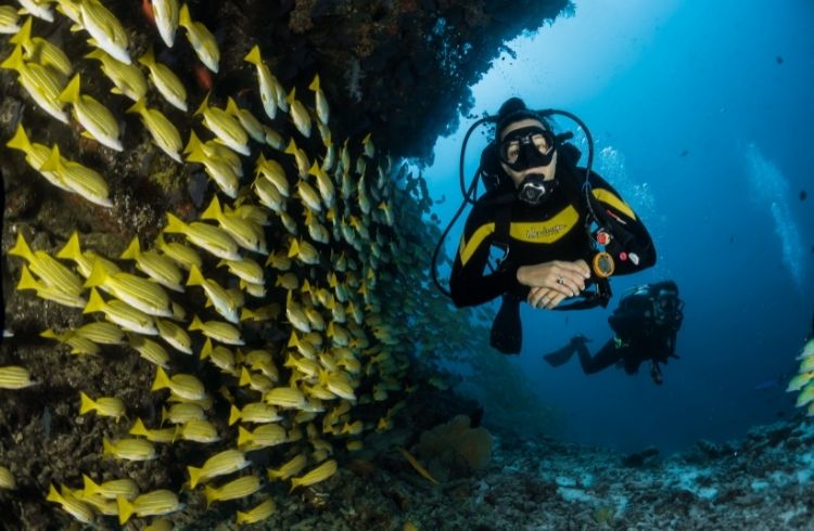 divers in the ocean