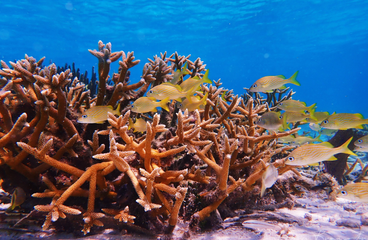 What Can You Do To Help Save Our Planet's Coral Reefs?