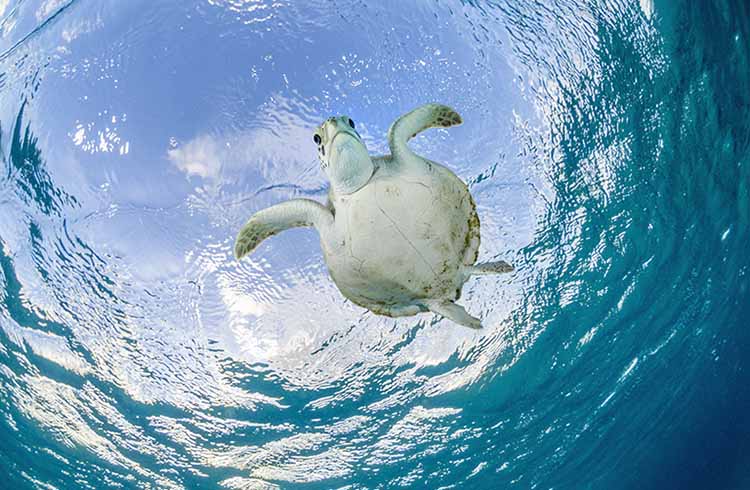 A juvenile sea turtle swimming in the ocean.