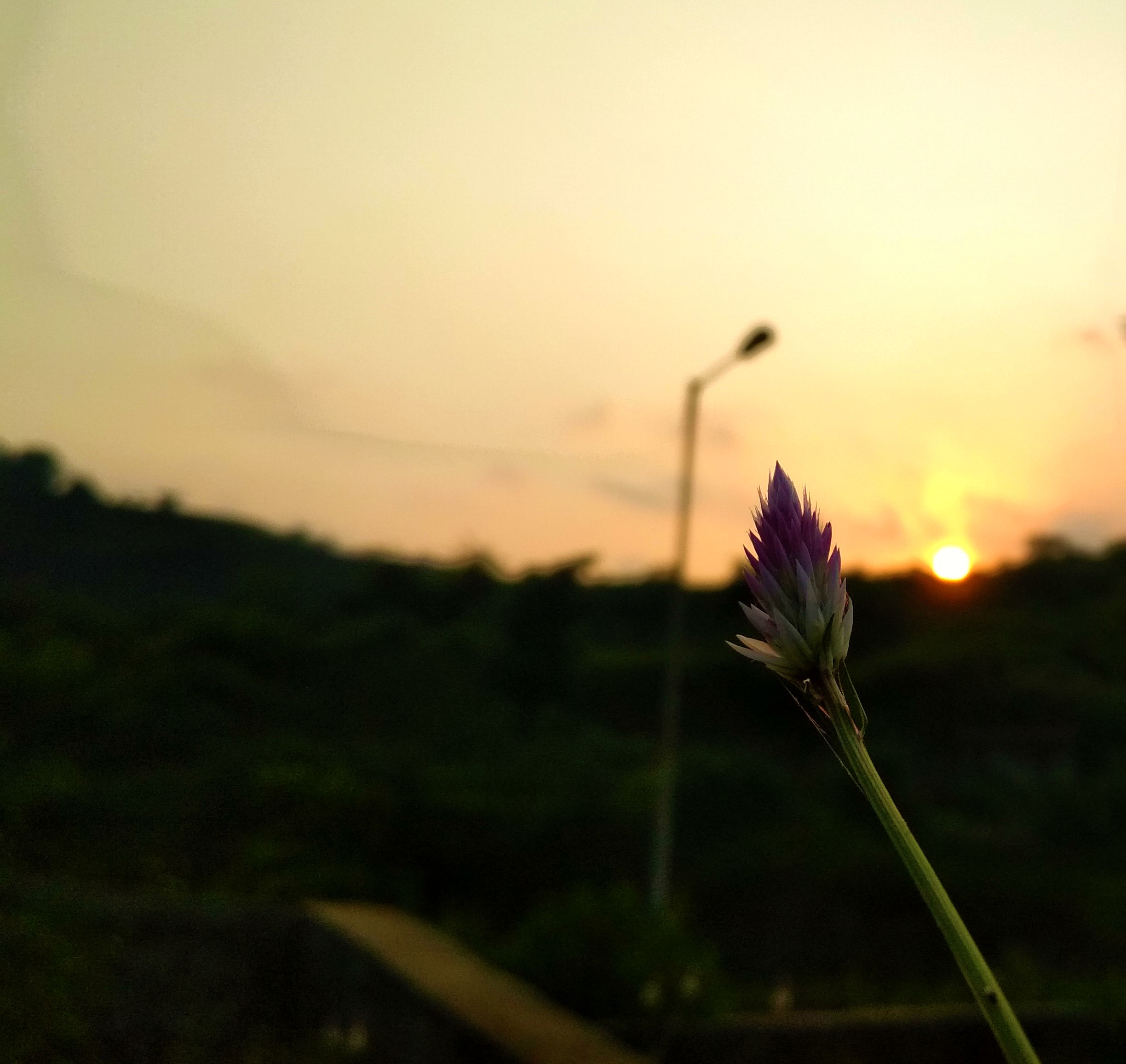 Bloom like a flower when the sun shines.