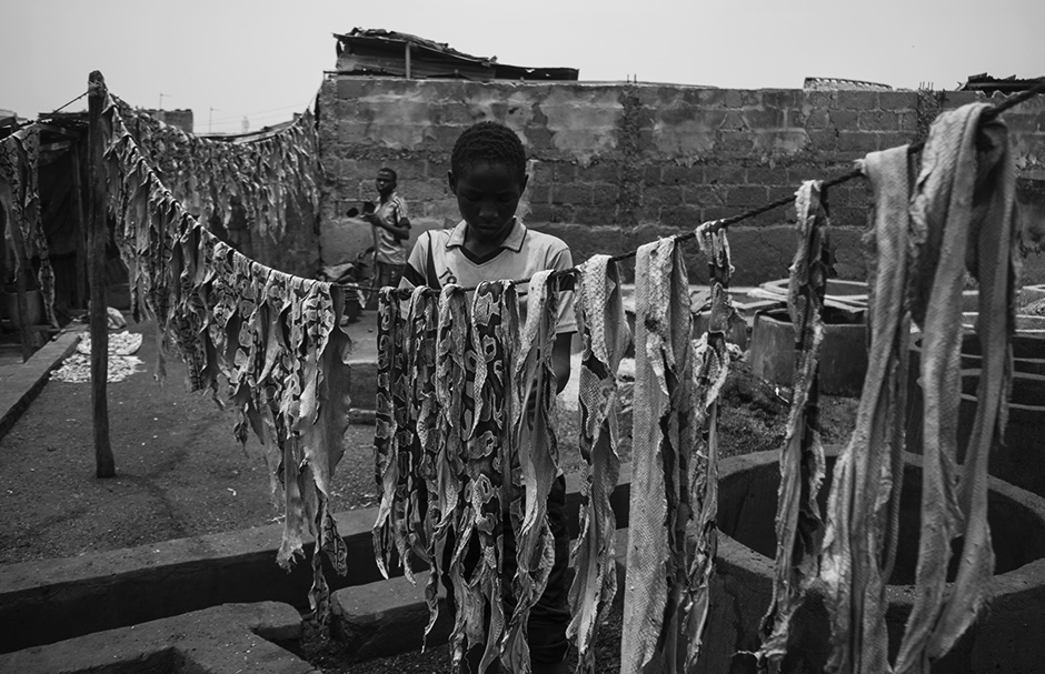 Young boys on their daily work, spreads wet snake hides to dry, they work at the tannery every day to raise a livelihood since their parent cannot afford western education.Most of the workers live in the community and learn at an early age, to understand the rudiments of the trade