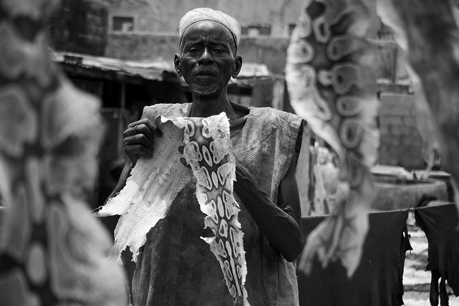 Abubakar in his 60's, checks the snake hides for moisture, the tannery is the only way he supports his family. In heydeys, the tannery was in high production of animal skins, supplying large quantities to international companies but 100 years down the road, production rates declined.
