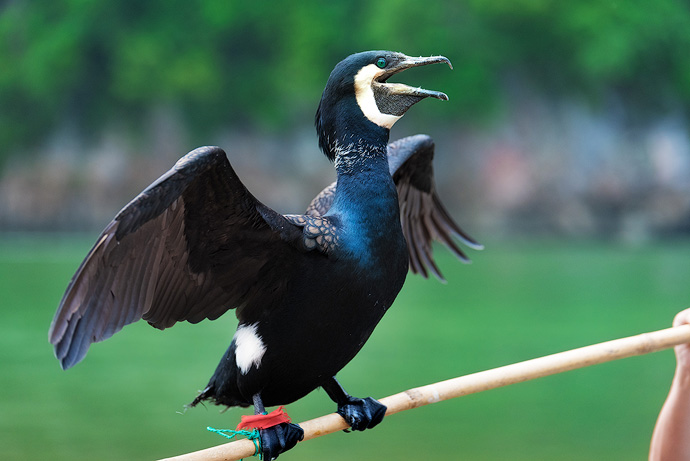 The fishermen send the cormorants into the water to catch fish and bring them back into the boat. To ensure the birds do not swallow all of the fish, a snare string will be attached to the bird’s neck, stopping the cormorant from eating the larger fish. 