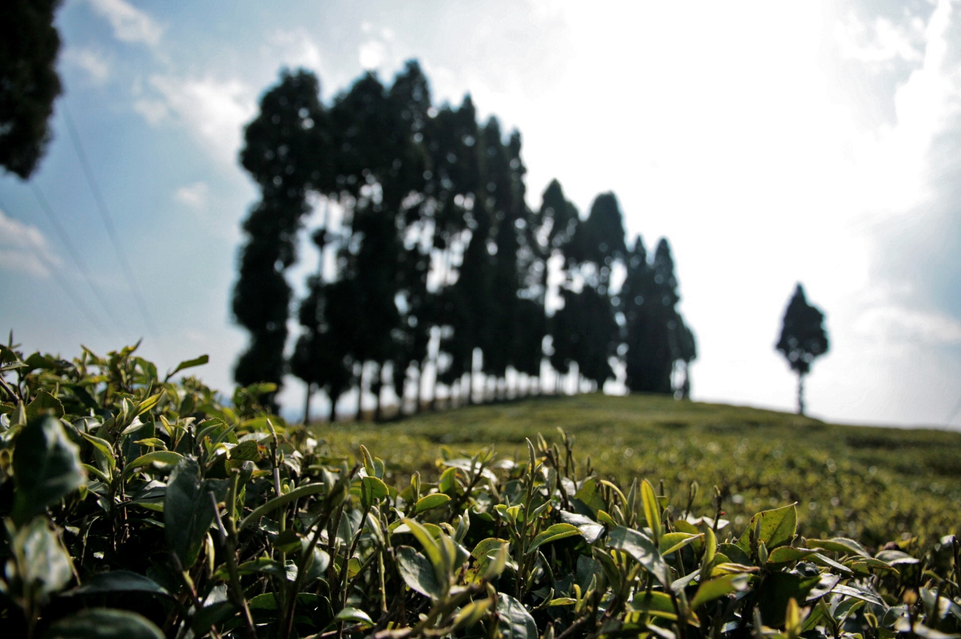 Taken from the tea gardens in Darjeeling, where we sat and drank black tea with milk and an (un)healthy dose of sugar, and healthy green tea, brewing in pots in small tin huts by the roadside. Tea production puts Darjeeling on the map of tourism, and made the long hairpin-bend drives bearable.