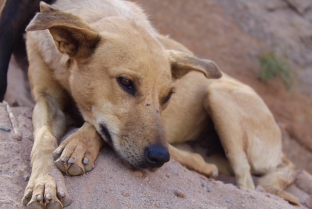 Stray cats are everywhere in Morocco, but stray dogs are harder to find as dogs aren't generally kept as pets.