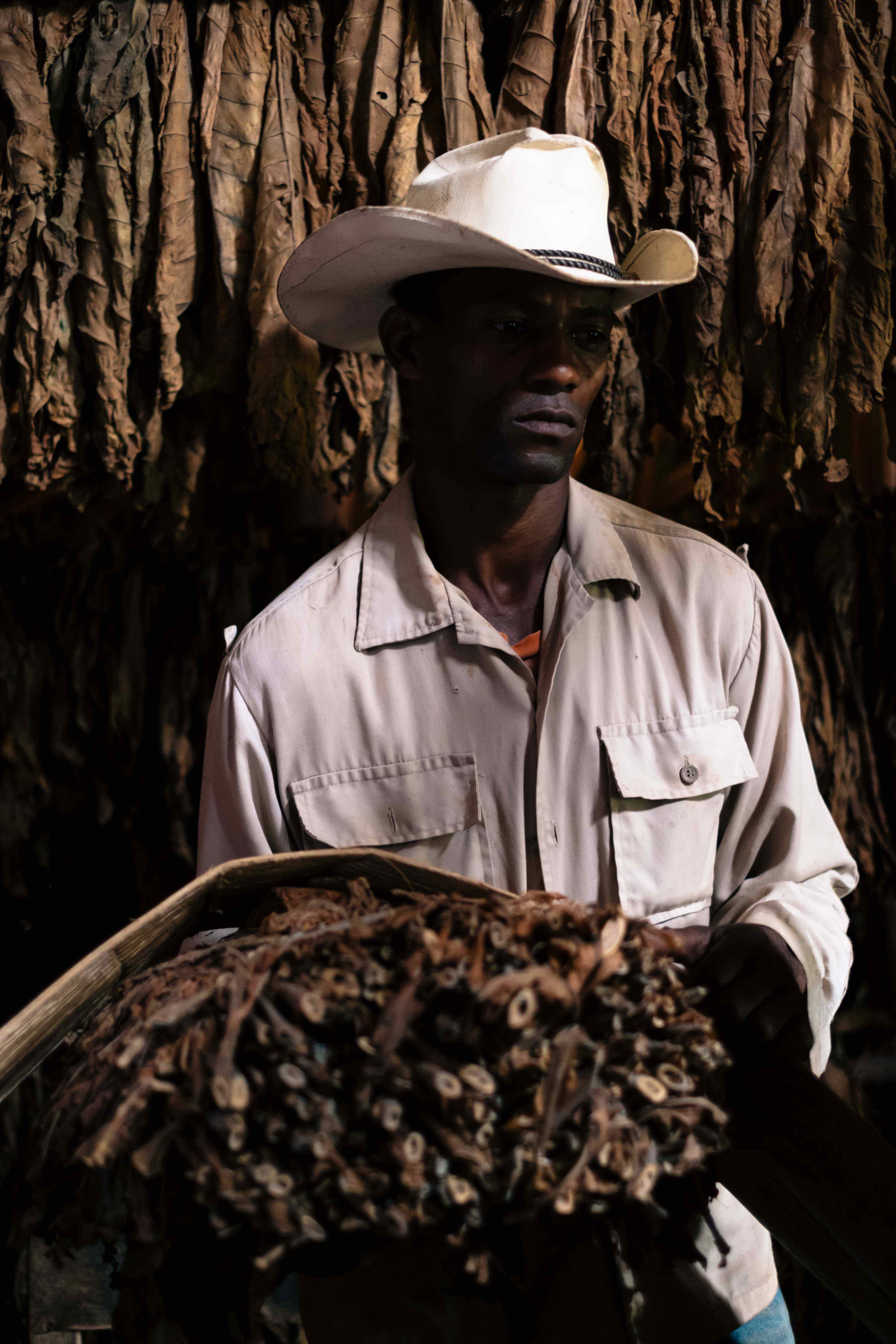 A rural cuban worker. Behind him can see the dry cigar leaves.