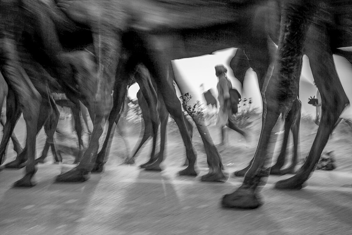                Camel racing in Pushkar is more than just a competition. The event reflects much of the culture of this place. The importance of camel in desert life has always remained very high. 