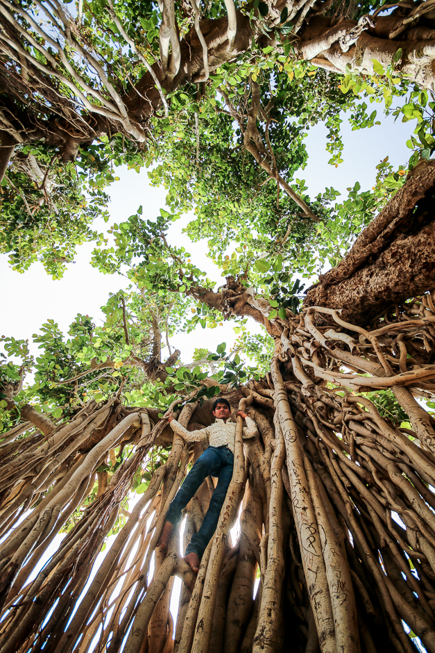 A young man climbs a Banyan tree near the famous Adalaj step well. Ahmedabad swelters at +50°c before monsoon rains, staying indoors is unbearable, working is frowned upon, socializing in the shade is the most common way to pass the long hours. 