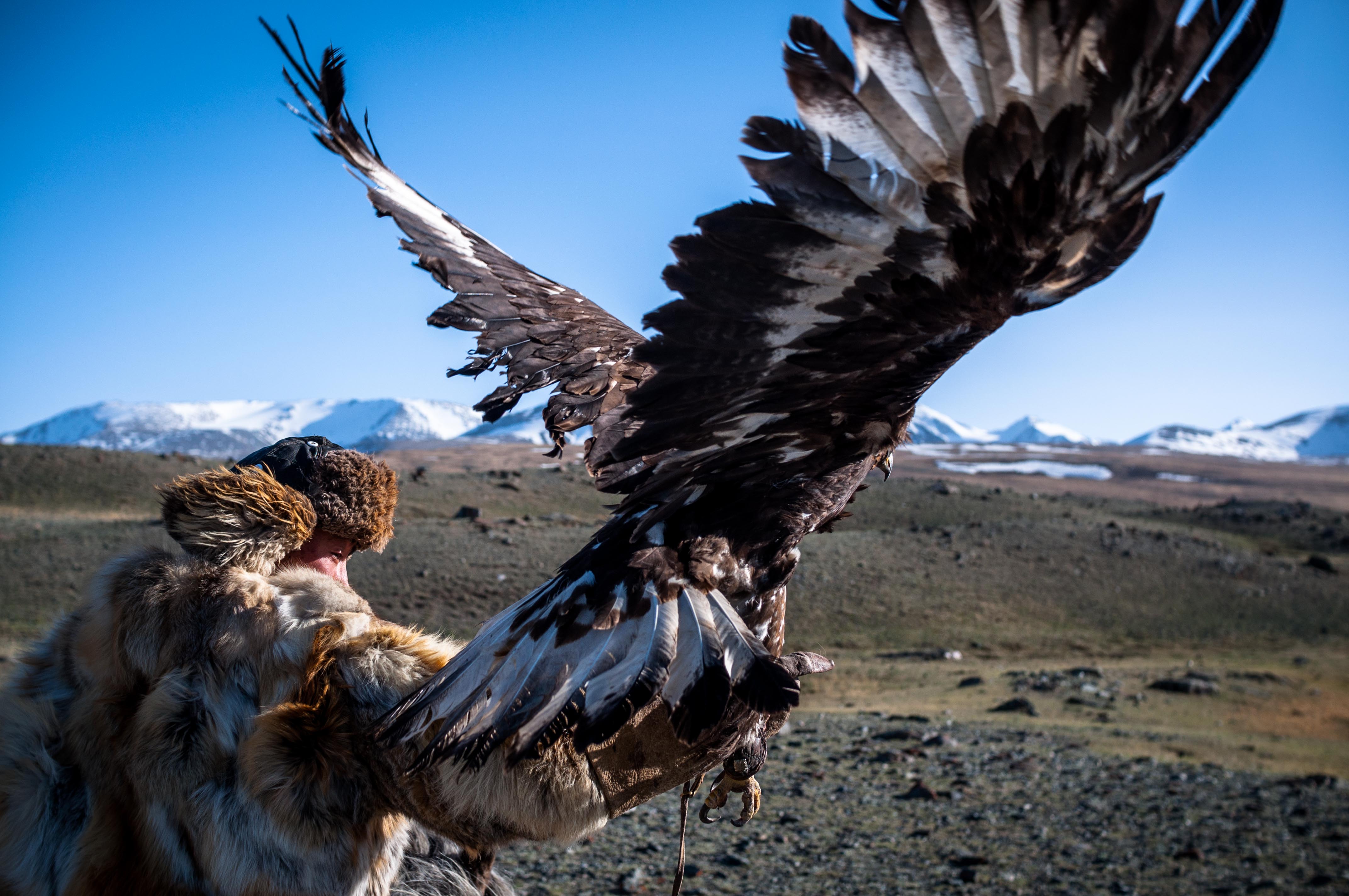 A fox makes a run for it as Esen unleashes his golden eagle - taking flight in pursuit. Among him and his brothers, Esen is the only one who has taken enough interest to train his own eagles and go on week-long hunting trips.