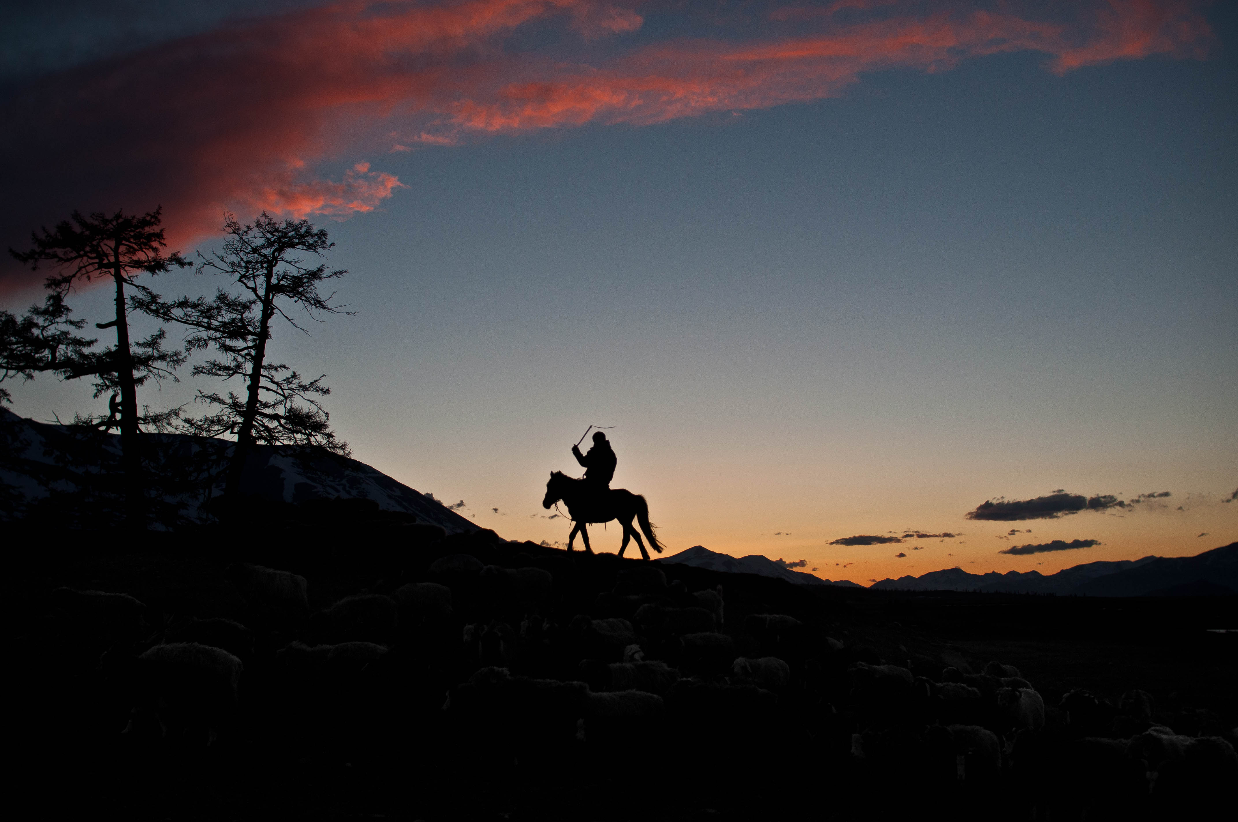 As the sun sets for Sailau, he helps to herd the livestock back in. Unlike the past when his ancestors depended on eagle hunting to survive long winters, modern cities and technology have rendered the tradition redundant.